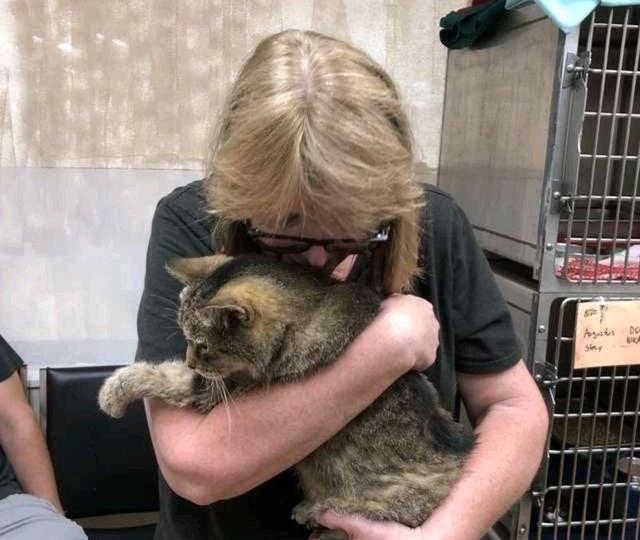 猫看见主人哭会怎么样(主人哭了猫知道吗)