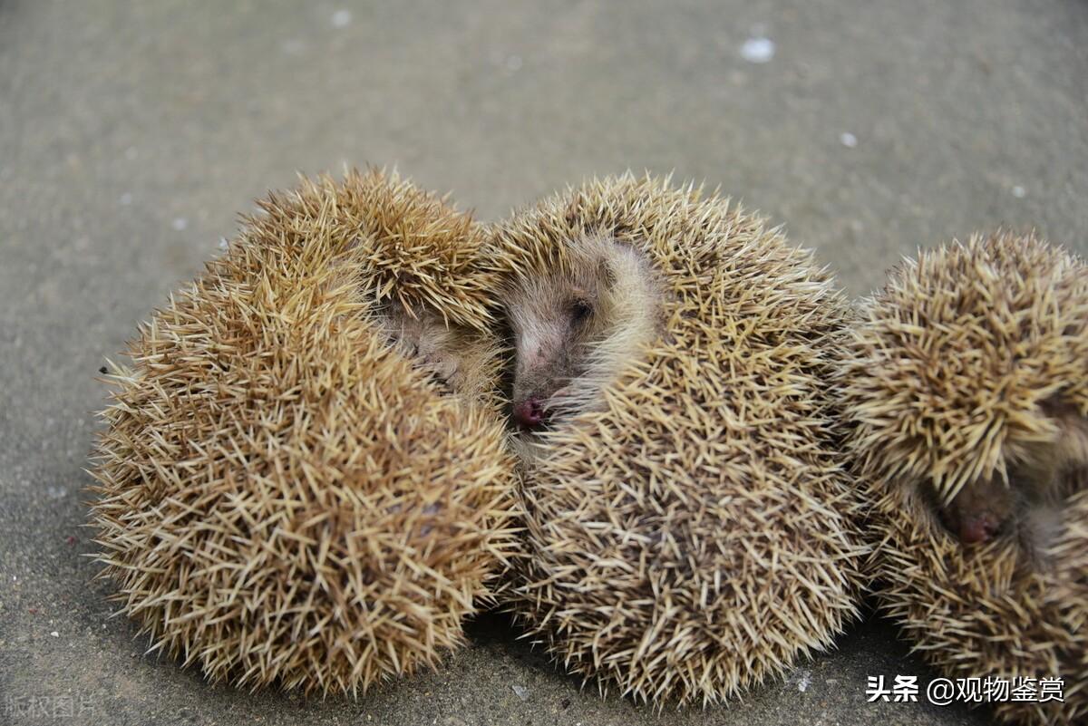 刺猬是杂食动物or肉食动物？（ 养刺猬的优缺点）