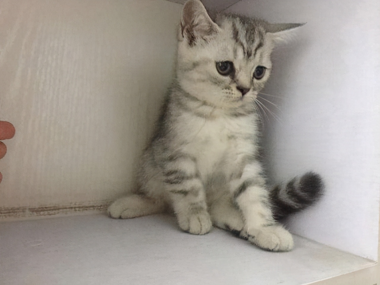 美短什么花纹最昂贵呢(附:美短最贵最值钱品相)