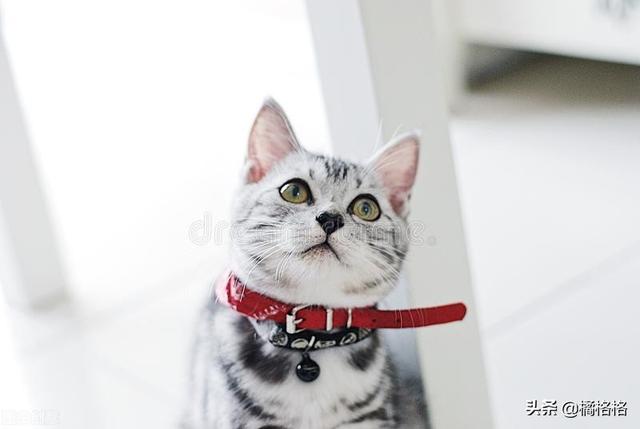 猫咪不洗澡真的不脏吗(不洗澡的猫咪脏么)