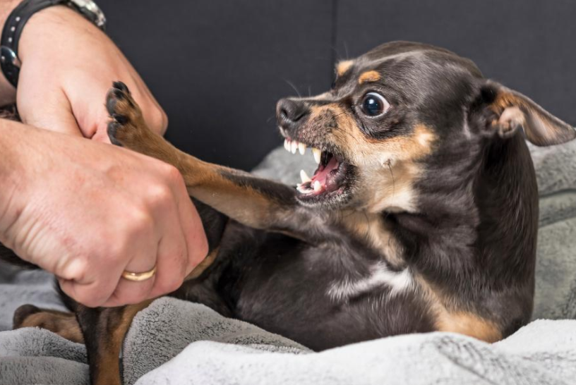 吉娃娃为何暴躁（了解吉娃娃特凶的原因）