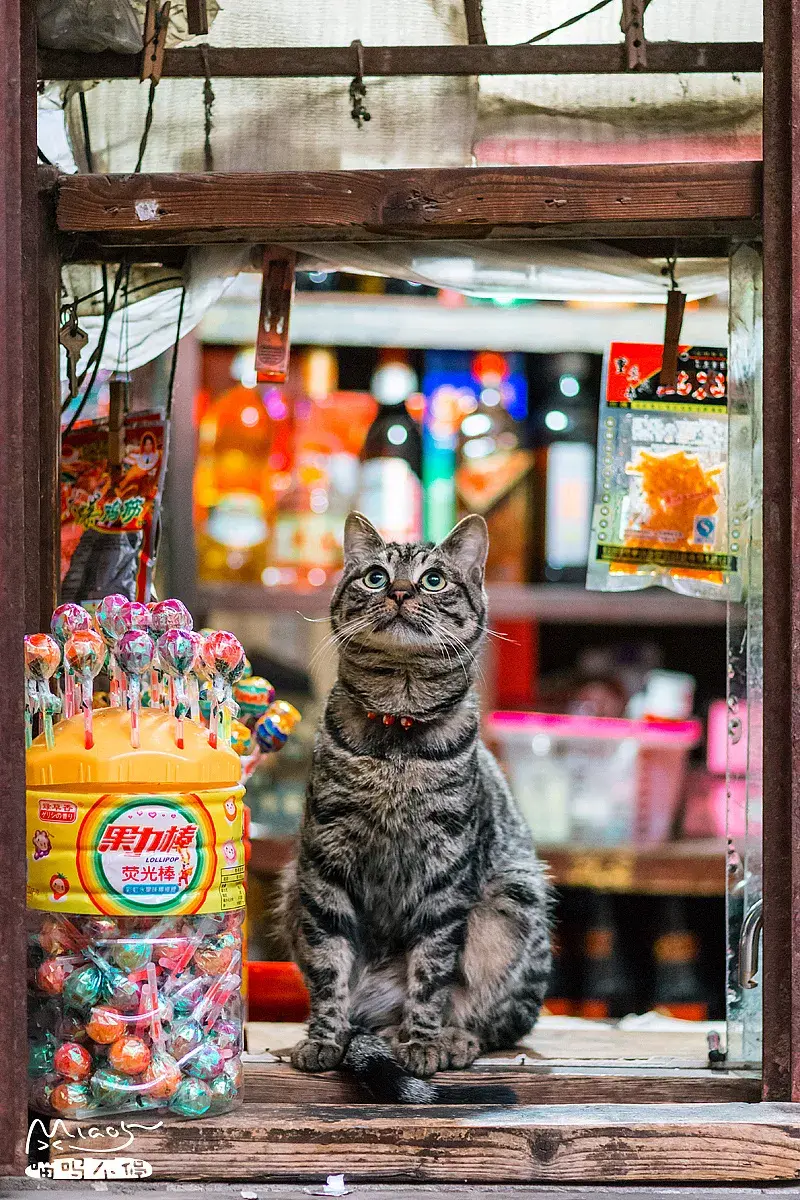 萌猫图片大全（猫咪图片可爱又呆萌）