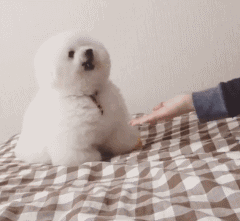 漂亮的狗狗有哪些品种（九大漂亮的狗狗排名）