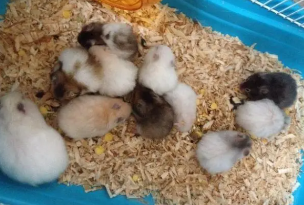 一窝的小仓鼠可以住一起吗？快来了解一下