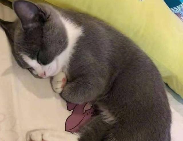 为什么不建议养英短蓝白(英短蓝白好养吗)