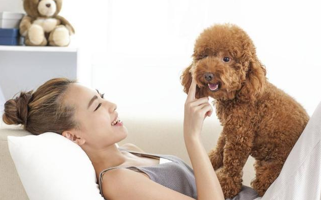 纯种泰迪犬怎么看（了解泰迪纯种特征描述）