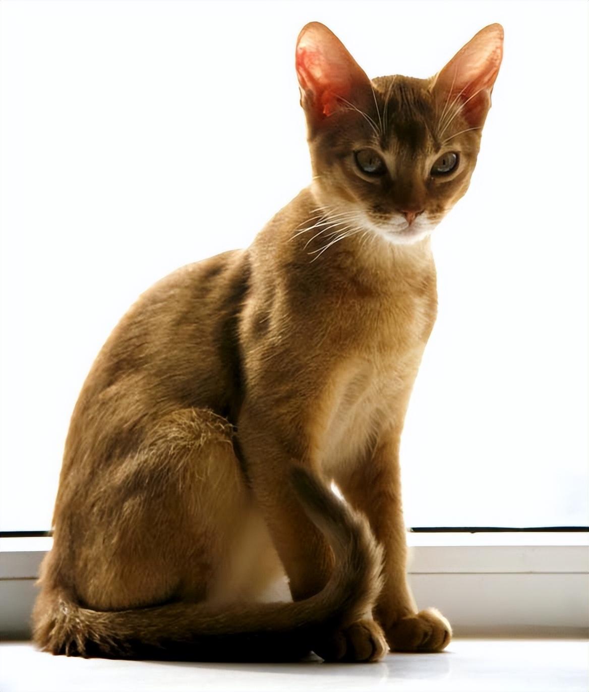 猫的图片大全大图侧面（看图识小猫猫品种大全）