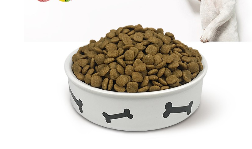 养边牧的注意事项(手把手教你如何饲养边境牧羊犬)