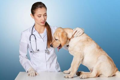 狗狗不吃东西拉肚子没精神怎么办(狗狗不吃食物无精打采怎么办)