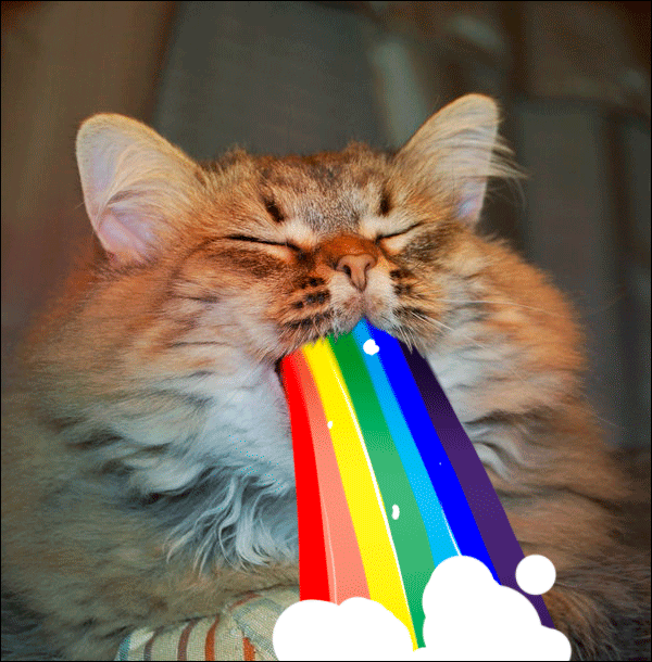 猫猫吃多积食的特征