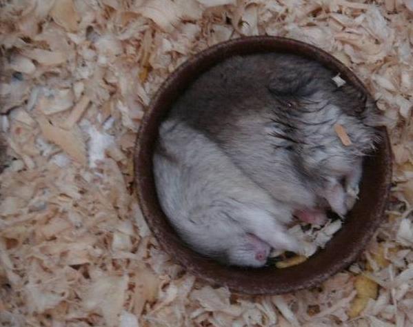 仓鼠摸哪儿才会越来越乖(附:教你摸仓鼠让仓鼠觉得很带感)