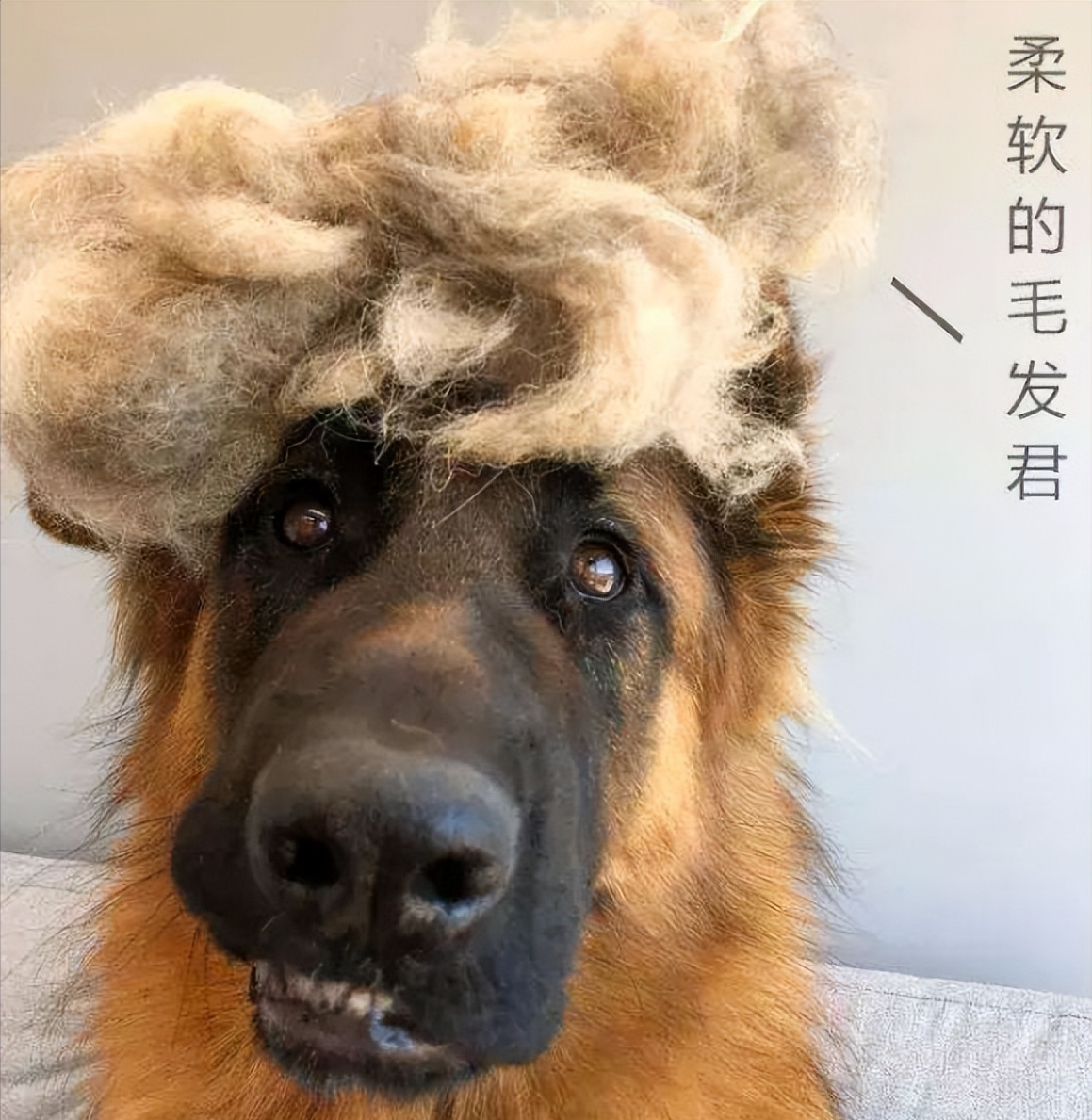 德国牧羊犬难养吗（详解：德国牧羊犬的优缺点）