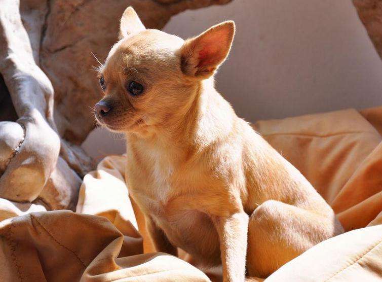 适合家养的短毛小型犬有哪些（常见小型犬品种大全）