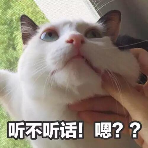 猫被打了一顿性格变了怎么办