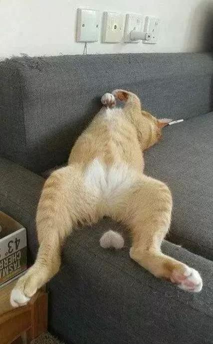 猫颜色遗传配色表(猫咪遗传配色)