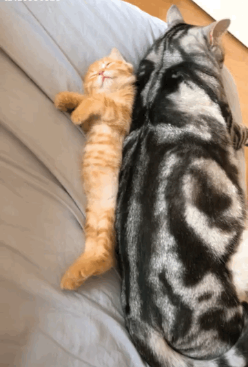 美国短毛猫怎么养(详解:美国短毛猫的优缺点)