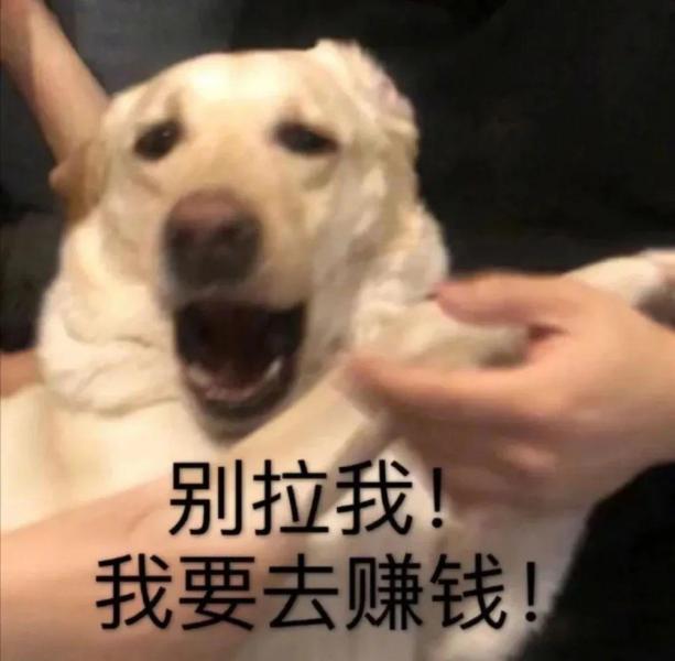 治愈人的猫咪图片合集（盘点抖音最火的猫猫头像）