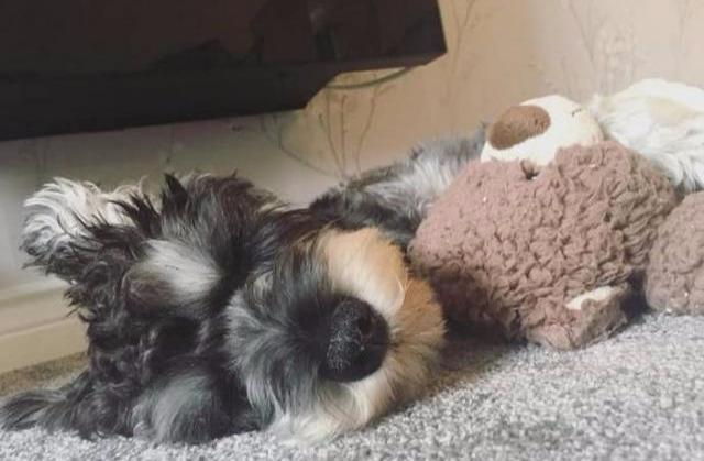 了解拥有7种性格的雪纳瑞（雪纳瑞性格怎么样）