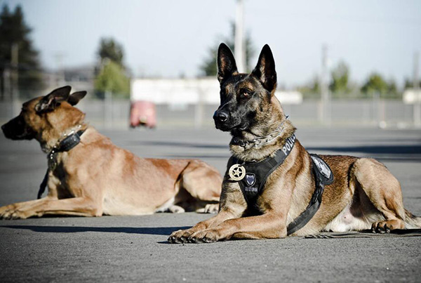 马犬不打疫苗能活的久吗