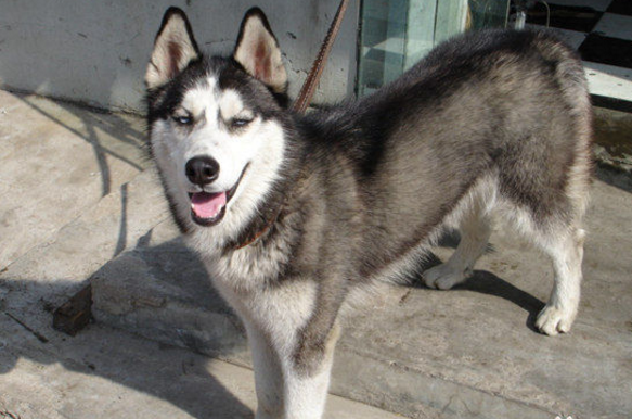 城市允许养的护卫犬介绍（什么狗最护主但不禁养）