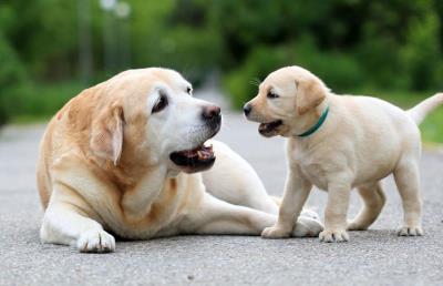 狗狗胰腺炎怎么治疗(狗狗胰腺炎怎么治疗)