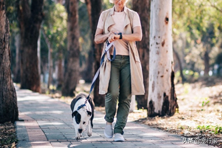 狗狗脑子每天在想什么（附：7件狗狗白天都会想的事情）