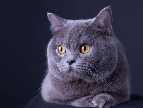 幼蓝猫可以吃哪些食物 穷人的猫饭食谱