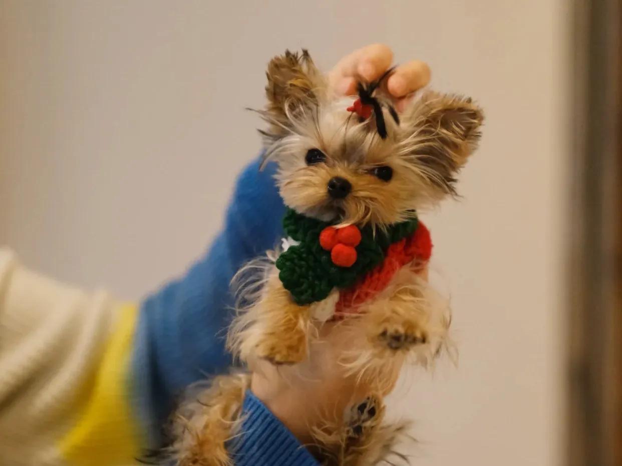 约克夏怎么养最好(详解:养约克夏的正确方法)