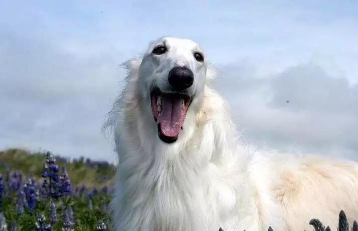 俄罗斯的国犬——俄罗斯猎狼犬（附：苏俄牧羊犬图）