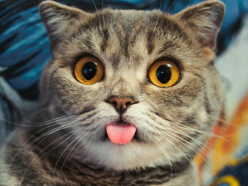 盘点幼猫临死前的6大特殊预兆（详解：猫假死的3种状态）