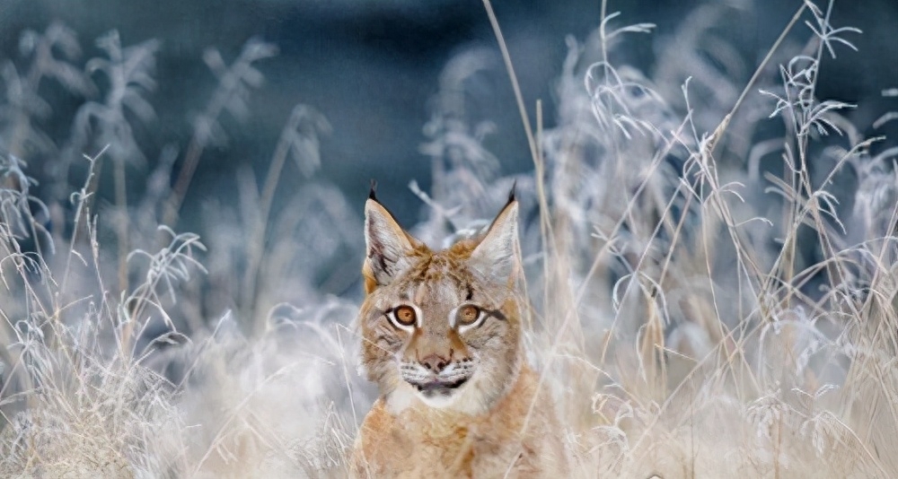 世界十大禁养名猫有哪些（附：不建议养的10种违法猫咪）