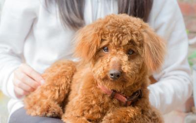 泰迪多少钱一只幼犬（养一只泰迪犬要花多少钱）