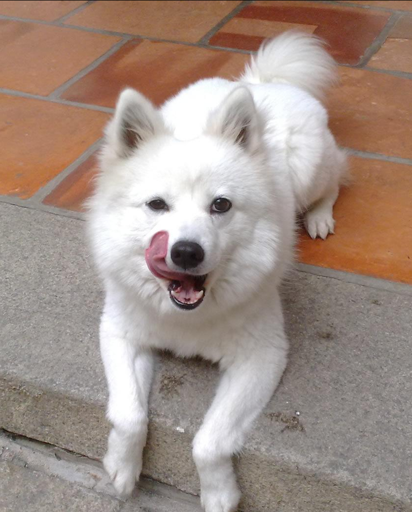 “银狐犬”为何如此少人饲养（附：狐狸犬图片）