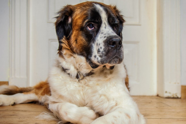 建议家养的大型犬清单(介绍1-10名温和而亲切的大型犬种)