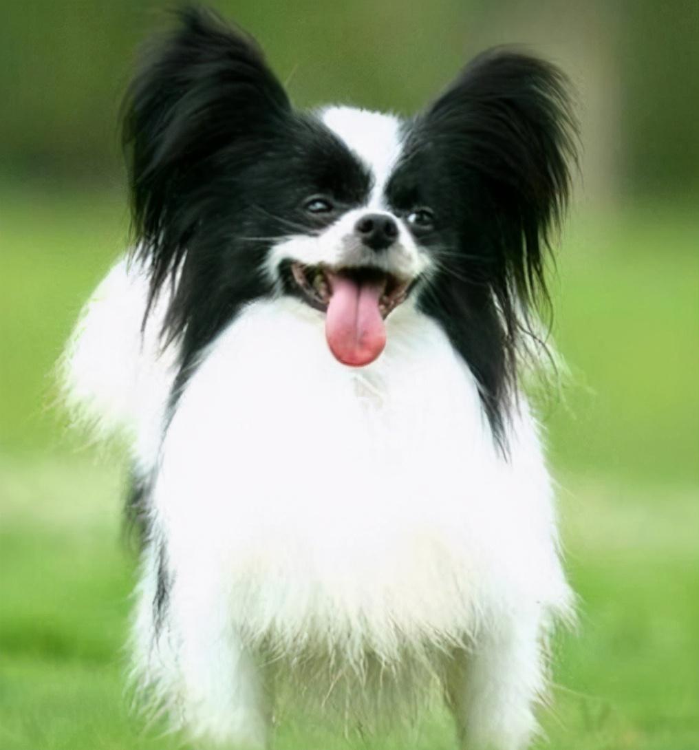 盘点七种体味小爱干净的犬(哪种狗狗不掉毛又好养)