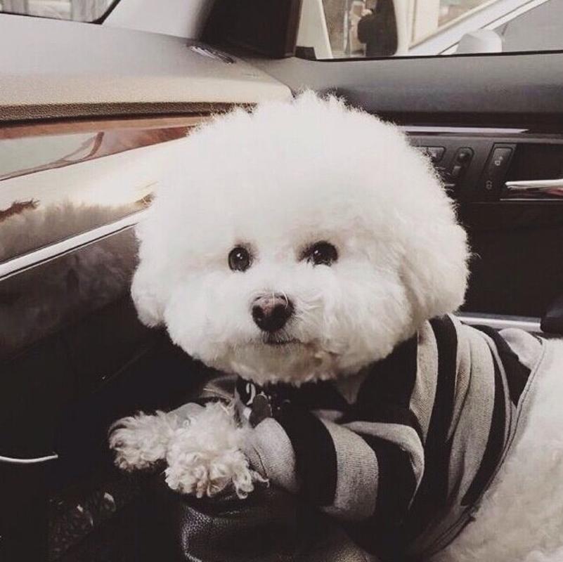 分享比熊最爱吃的10种食物（比熊犬吃什么食物对身体最好）