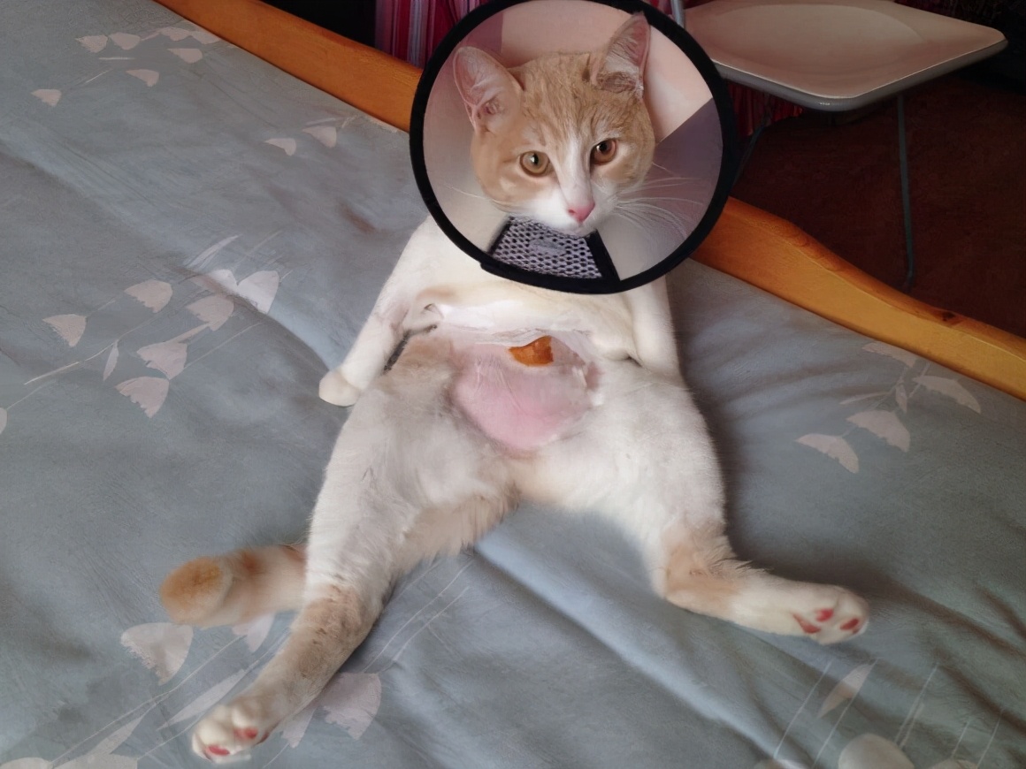 公猫不绝育可以吗(详解:养公猫不绝育有何坏处呢)