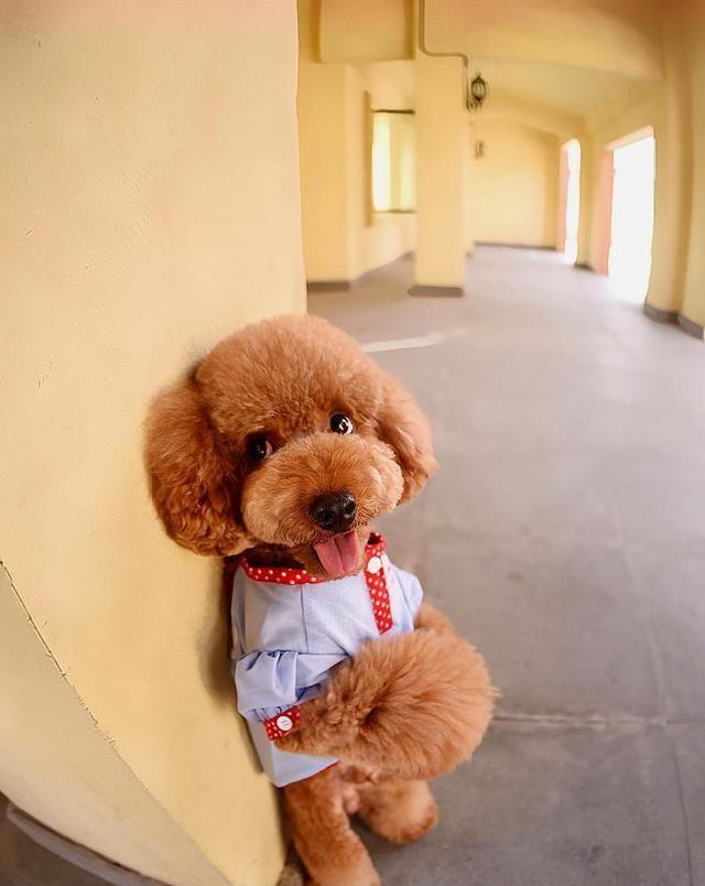 了解训练泰迪的5大详细技巧