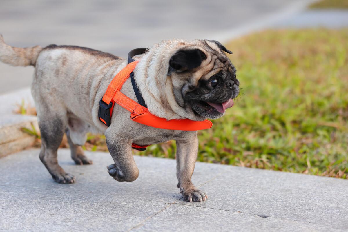 小型犬的品种有哪些（常见小型犬种大全）