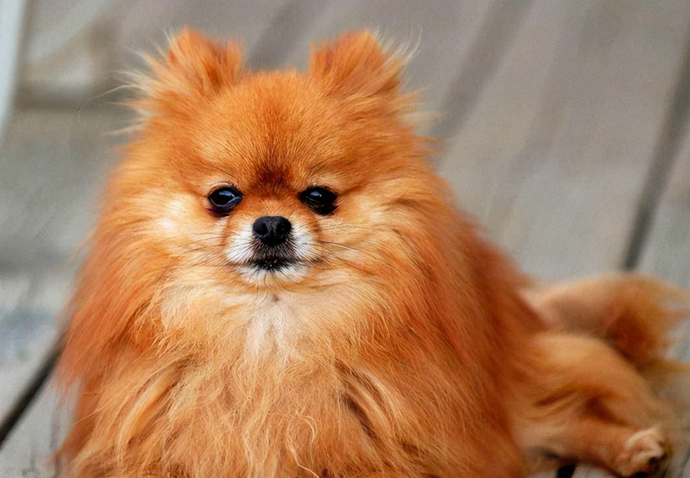 训练博美狗6大要点（博美犬怎么训练）