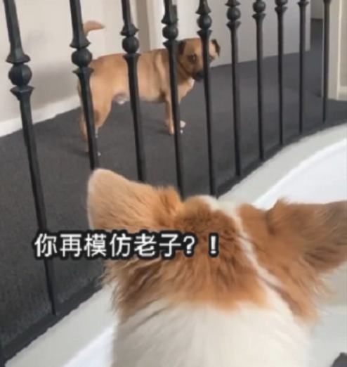 狗狗和柯基犬生活久后，竟也变成了“小短腿”，网民：好过分啊