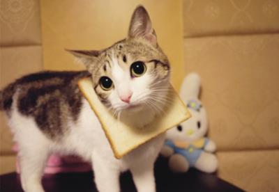 猫咪一直叫是什么原因（猫咪经常喵叫的原因）