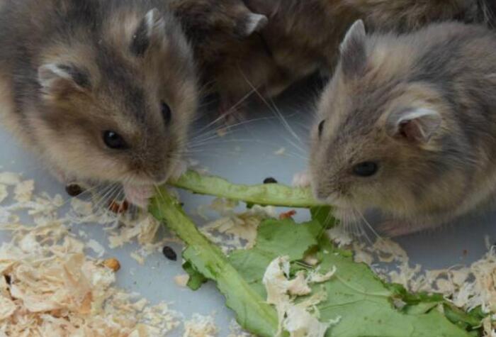 后悔养仓鼠该怎么妥善处理