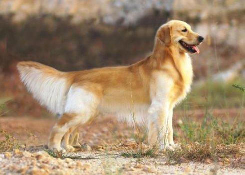 带你了解纯种金毛犬的7大特点（金毛犬怎么看纯不纯）