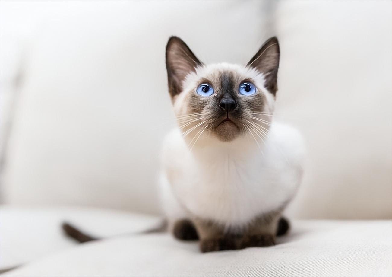 建议养暹罗猫的六个优点（暹罗猫好养吗）