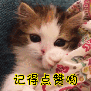 教你判断泰迪是小体还是大体（附：泰迪狗一生认几个宠主）