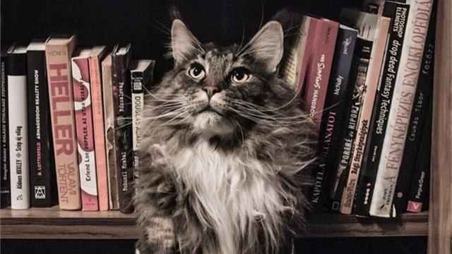 怎么判断猫咪是否发烧(如何分辨猫咪是否发烧)