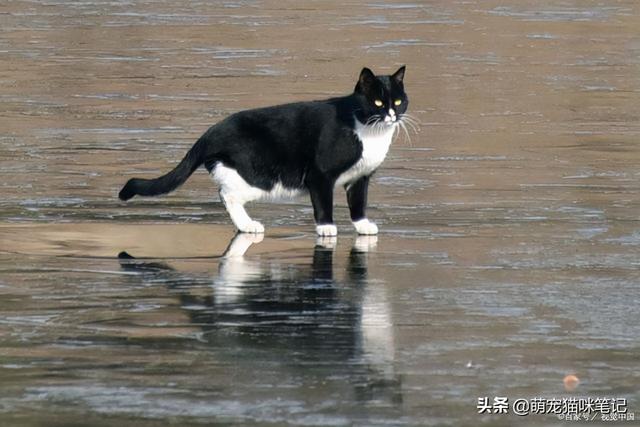 小猫拉稀能自愈吗(一个月小猫拉稀能自愈吗)