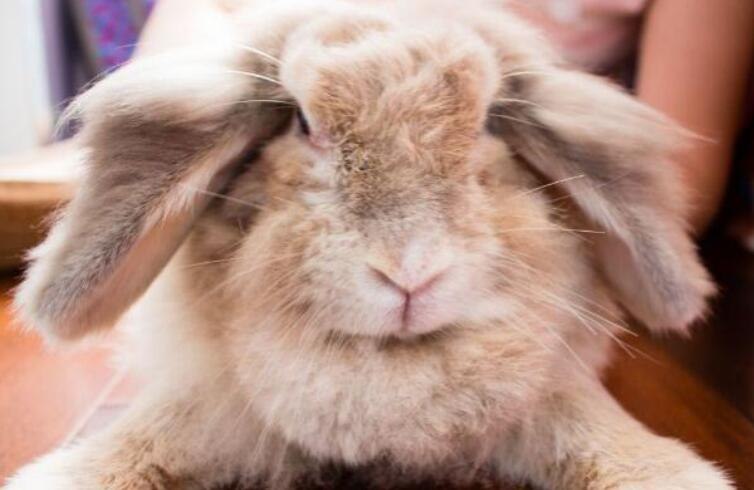 垂耳兔养久了也会听得懂简单的命令哦