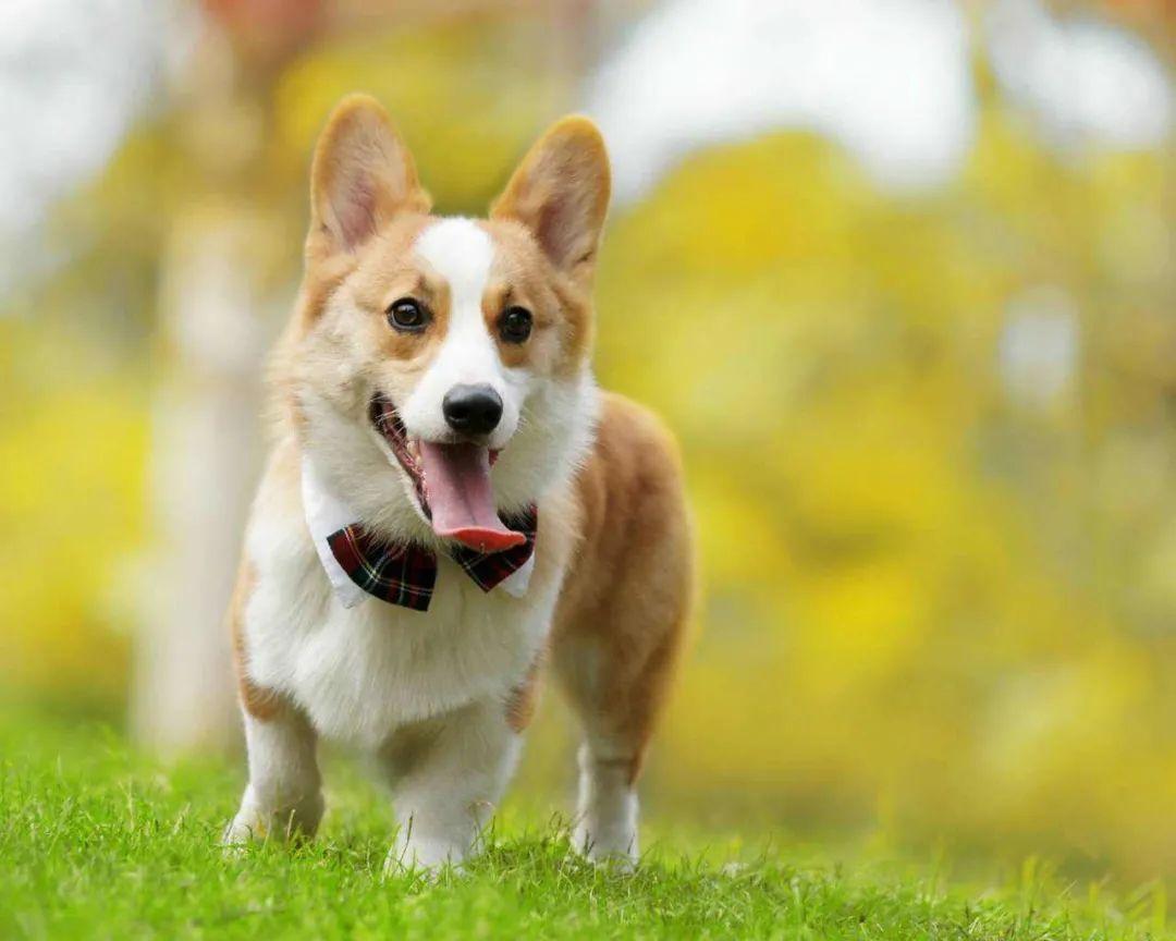 盘点九大新手好养的狗狗(适合家养的狗狗排名)